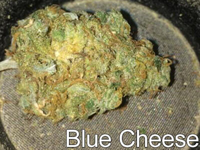 Blue-Cheese-indica