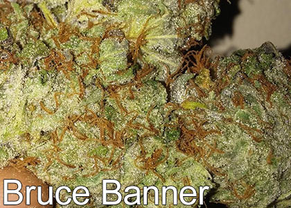 Bruce-Banner-Cannabis-Strain