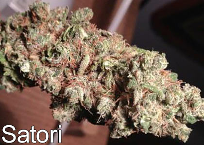 High-THC-marijuana-strains-Satori