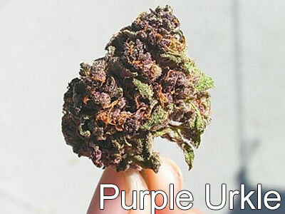 purple urkle weed snoop