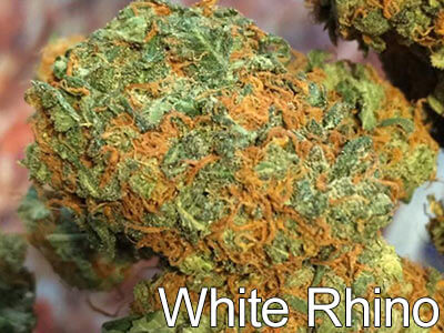 White-Rhino-weed-strain