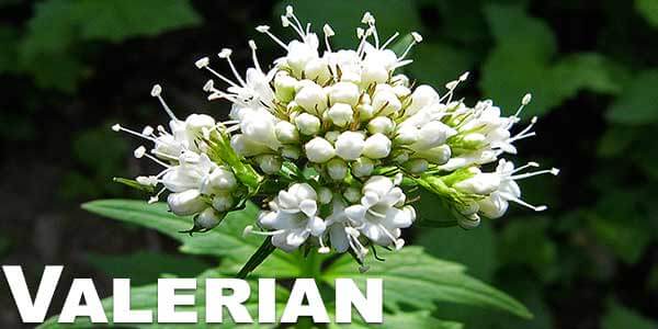 Valerian-legal-herbs-to-vaporize