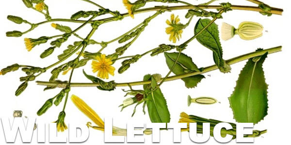 Wild-Lettuce