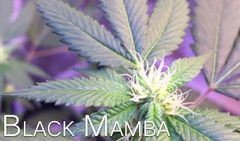 Black-Mamba-weed