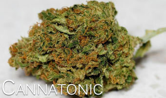 Cannatonic-Anxiety-relieving-cannabis-strains