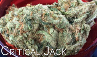 Critical-Jack-cannabis
