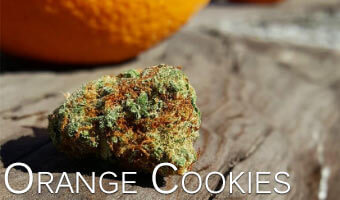 Orange-Cookies-Cannabis-Strain-for-Anxiety