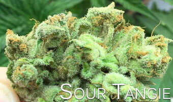 Sour-Tangie-strain-for-anxiety