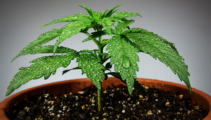 32-popular-cannabis-indica-strains
