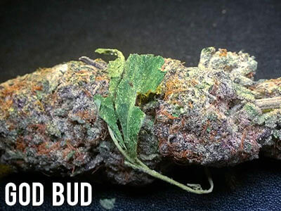 God-Bud-indica-strain