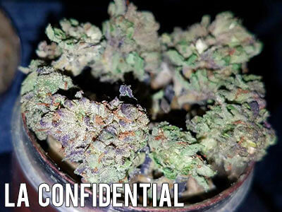 LA-Confidential-weed-strain-indica