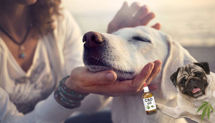 Complete-guide-to-cbd-for-dogs