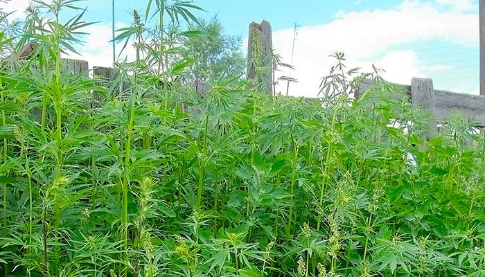 Hempcrete-building-material-cannabis