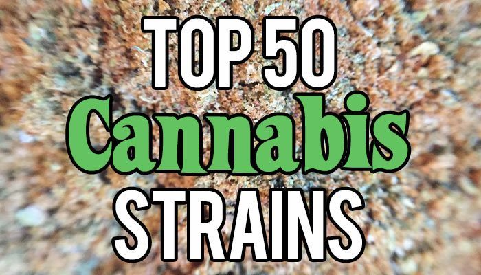 Top-50-Cannabis-Strains