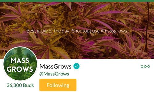 MassGrows-Mass-Roots-Account