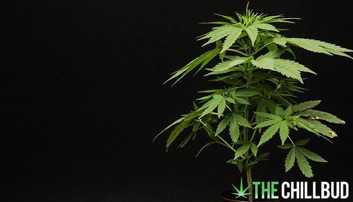 9-Cool-Facts-About-Weed-7x4