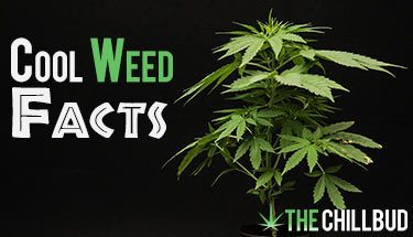 9-Cool-Facts-About-Weed