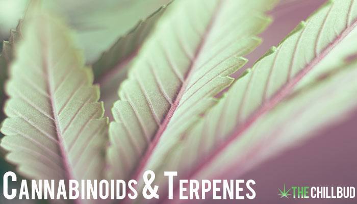 Cannabinoids-and-Terpenes-in-Cannabis---Boiling-Points-and-Benefits-text