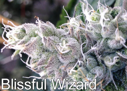 20 Cannabis Strains High In THC – The Chill Bud