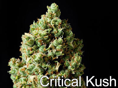 Critical-Kush