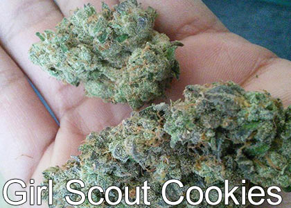 Girl-Scout-Cookies-Marijuana-THC-Strains