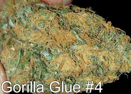 gorilla glue 4 strain thc