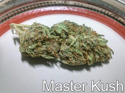 Master-Kush-bud