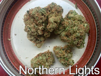 Northern-Lights-cannabis-strain