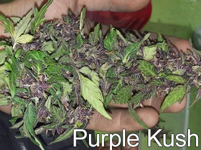 Purple-Kush-sleep-strains