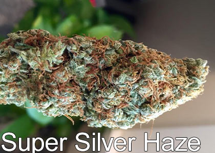 Super-Silver-Haze-high-thc-pot