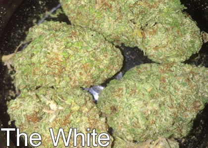 The-White-Marijuana-Strain-with-High-THC-Levels