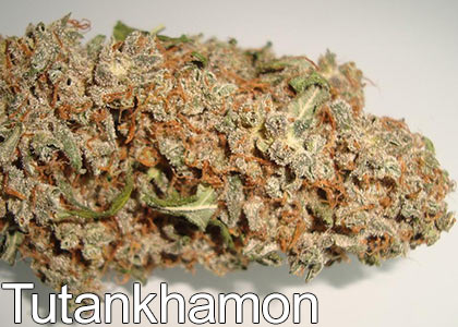 Tutankhamon-marijuana-strain-aka-king-tut