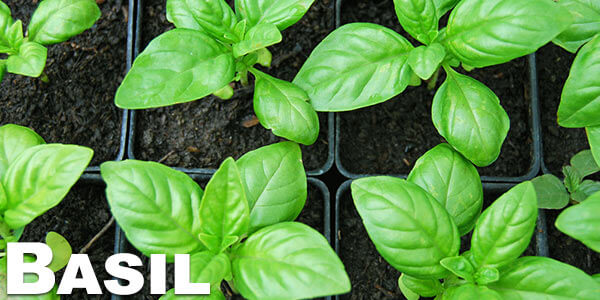 Basil---legal-herbs-to-vaporize