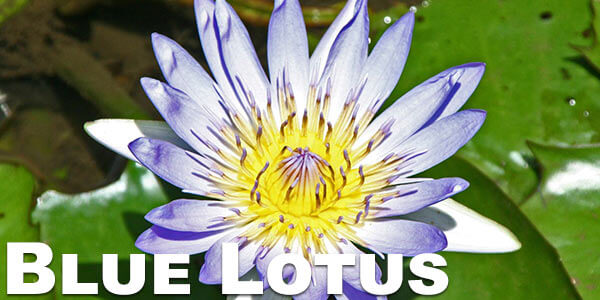 Blue-Lotus