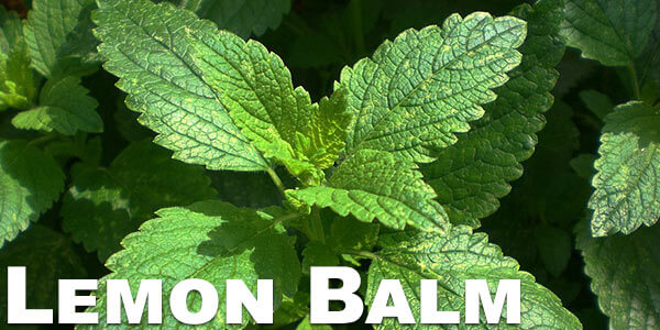 Lemon-Balm