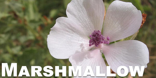 Marshmallow-herb
