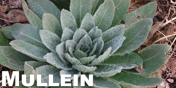 Mullein-legal-herbs