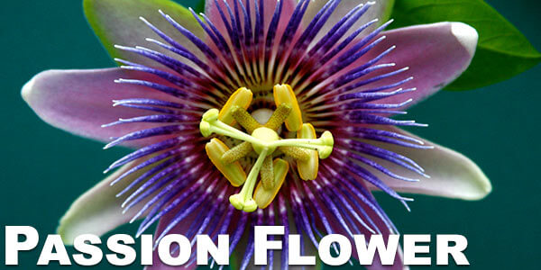 Passion-Flower
