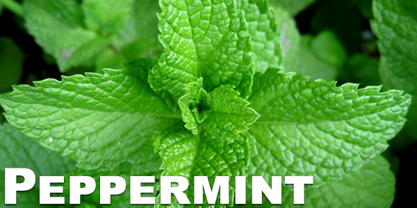 Peppermint