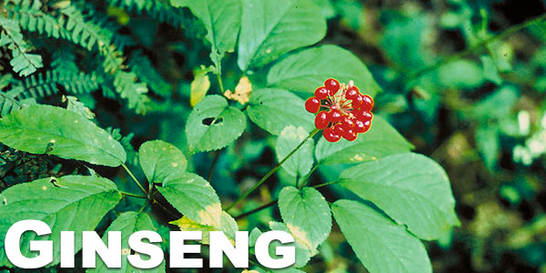 Smoking-ginseng-benefits