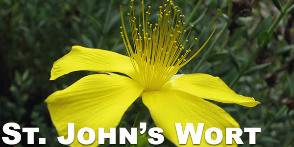 St.-John's-Wort