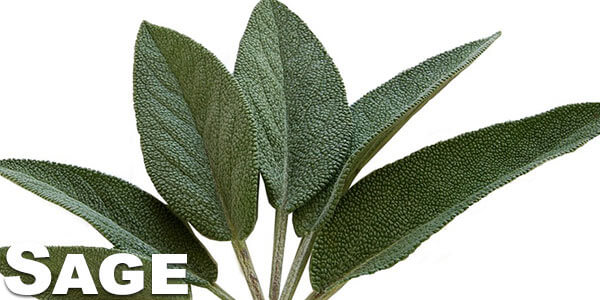 benefits-of-smoking-sage