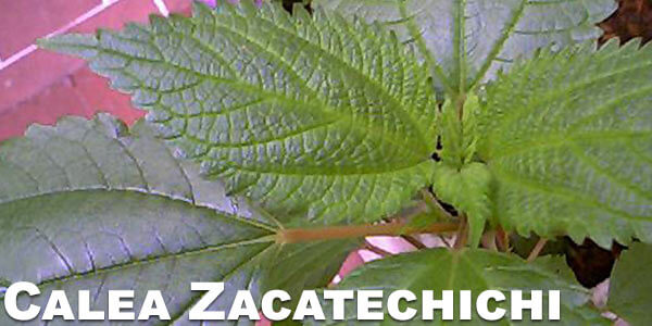 calea-zacatechichi-smoking-and-vaporizing