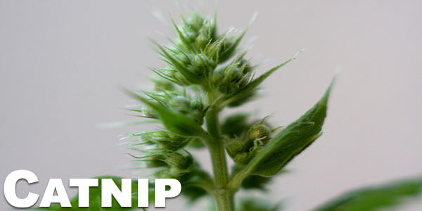 catnip-vaporizing-and-smoking-to-get-high-legal-herbs