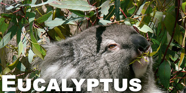 eucalyptus-smoking