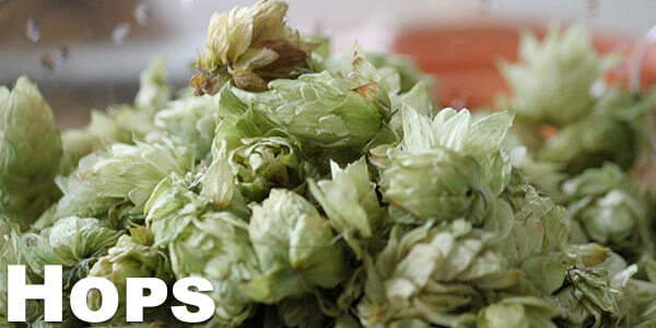 health-benefits-of-vaporizing-hops