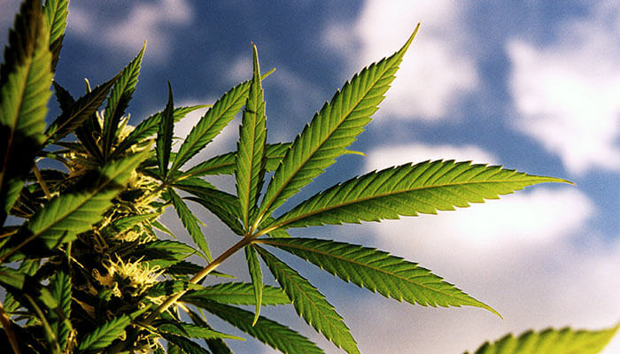 Alaska-Bill-Targets-Overzealous-Cannabis-Growers