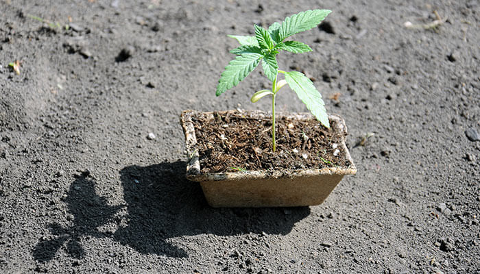 How-to-germinate-a-cannabis-seed