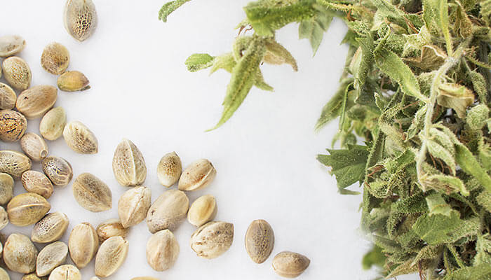 Understanding the Different Varieties of Cannabis Seeds – The Chill Bud