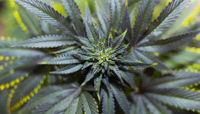 Canada-Plans-to-Introduce-Marijuana-Legalization-Bill-in-2017
